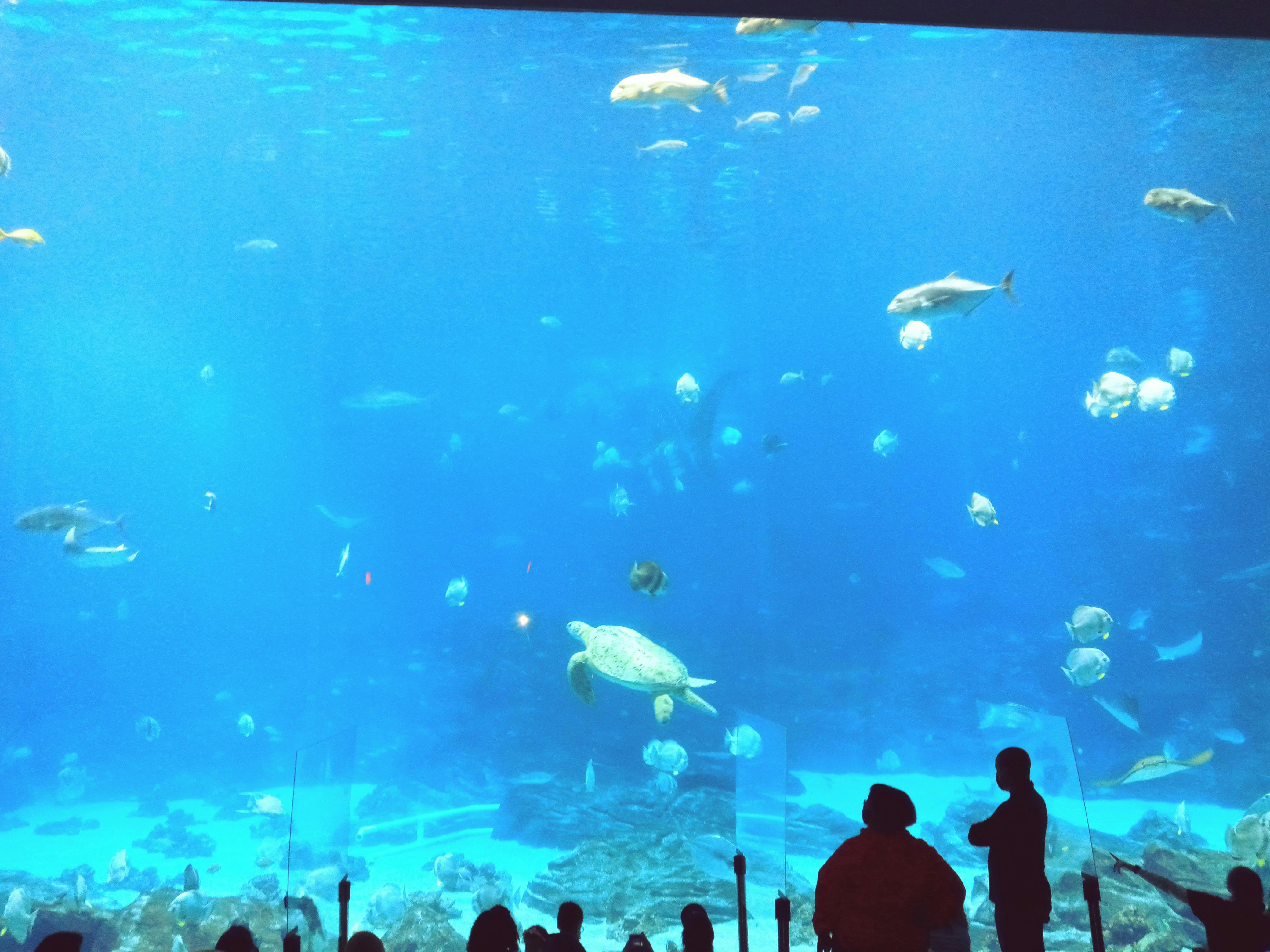 Tickets for Aquarium, Atlanta Tiqets