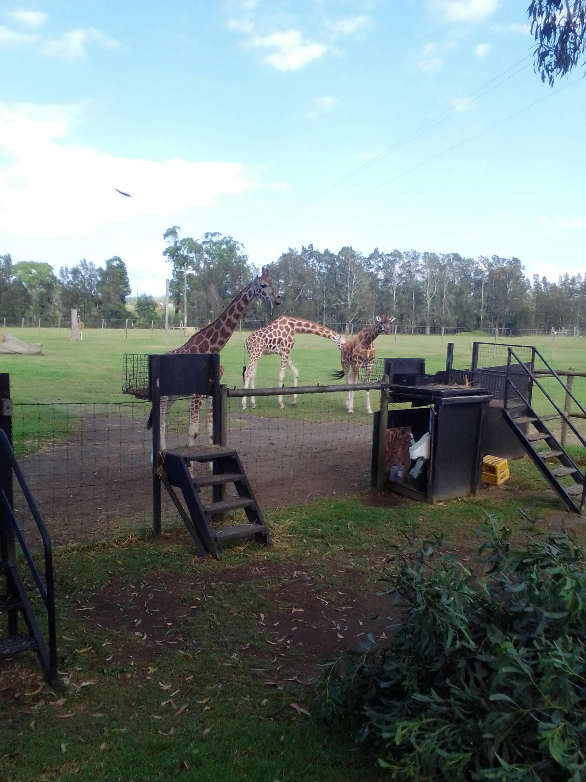 Mogo Wildlife Park Tickets Sydney