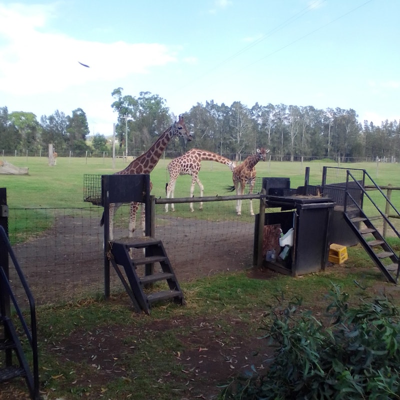 Mogo Wildlife Park Tickets Sydney