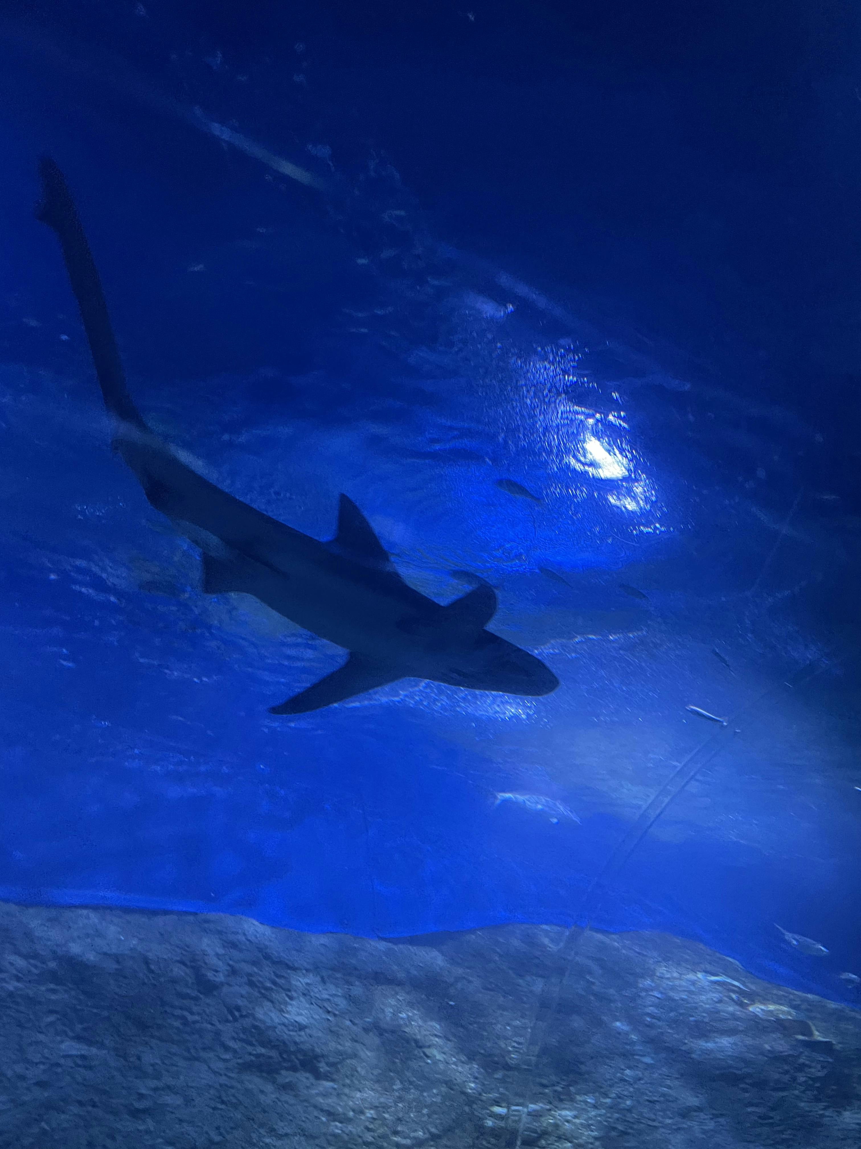 AQWA The Aquarium of Western Australia Tickets Perth