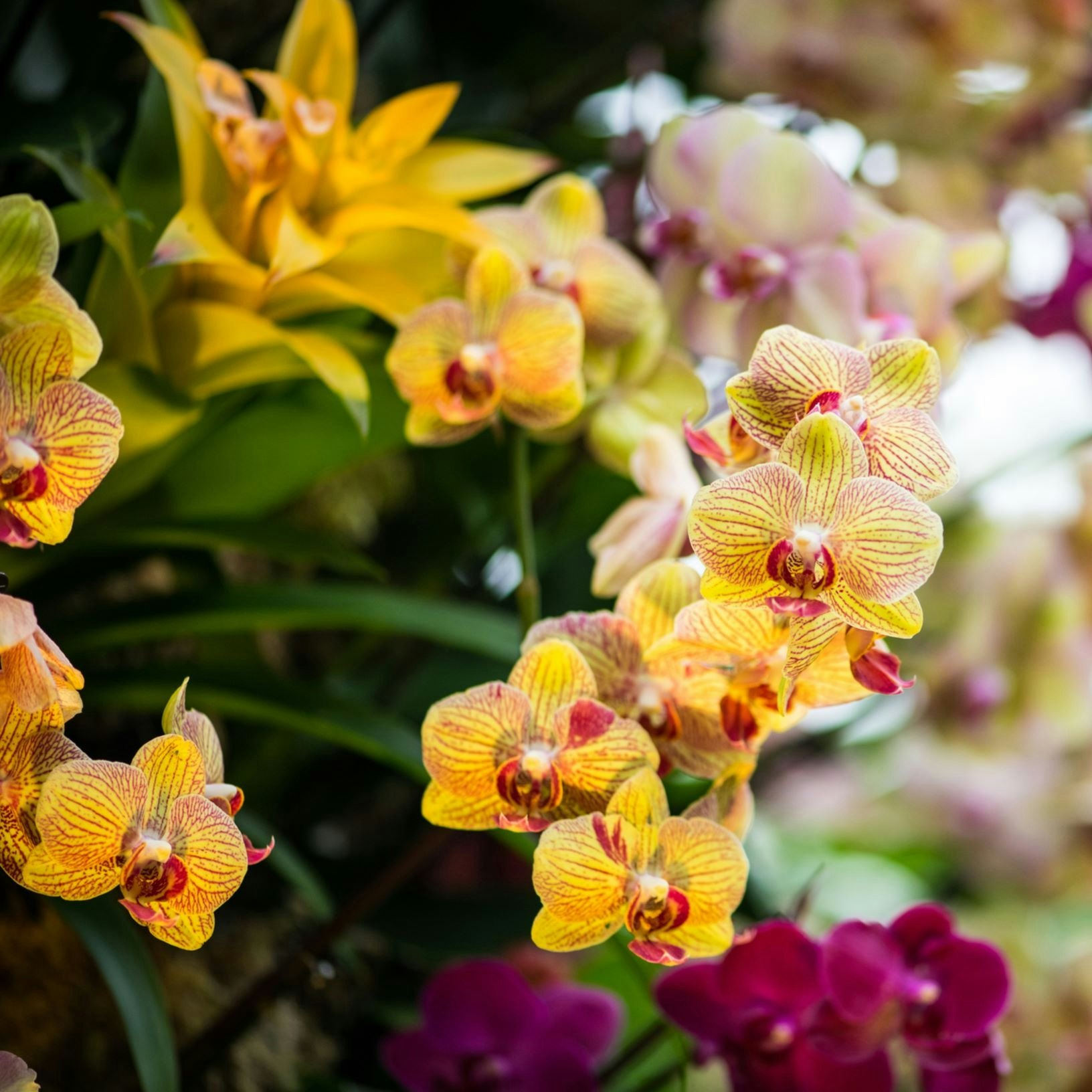 Exposición: Festival de la Orquídea, Real Jardín Botánico de Kew |  