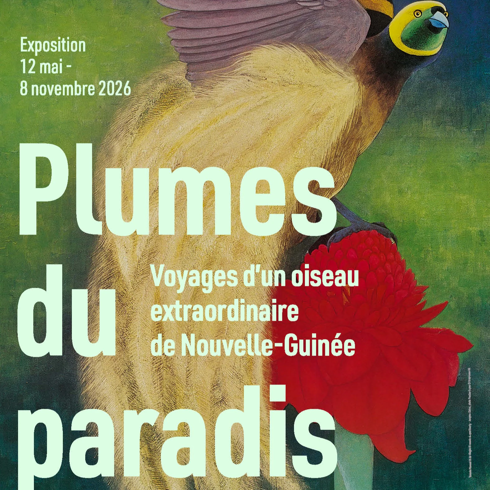 Plumes du Paradis