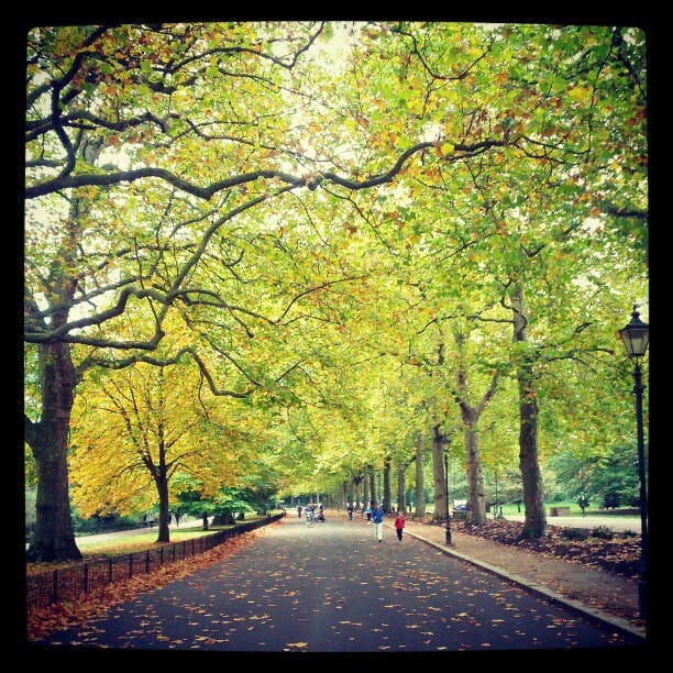 Trädkantad väg med fallande löv, människor som går i fjärran och solljus som filtrerar genom grenarna.