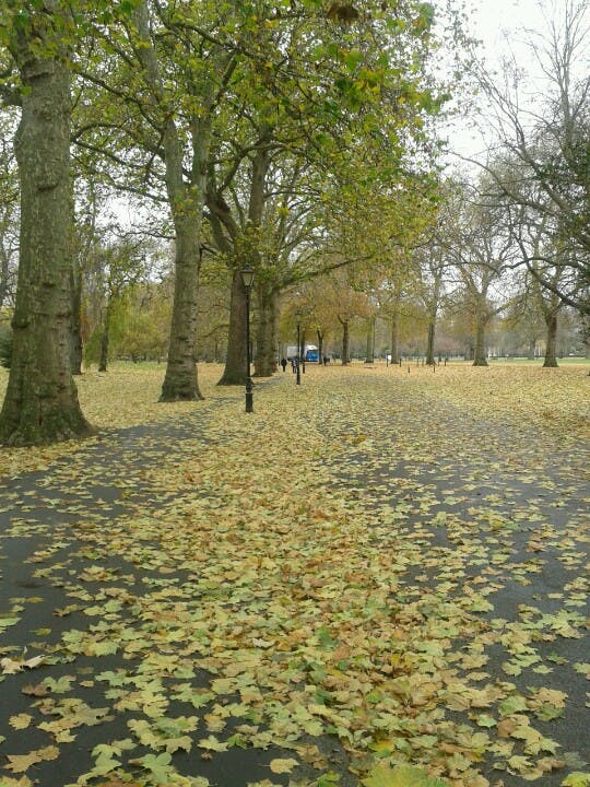 Parkväg täckt av fallna löv, kantad av stora träd och utspridda lyktstolpar; människor i avlägsen bakgrund.