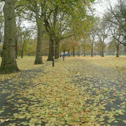 Parkväg täckt av fallna löv, kantad av stora träd och utspridda lyktstolpar; människor i avlägsen bakgrund.