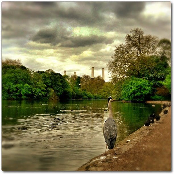 U jezera s kachnami, obklopeného bujnými stromy, stojí volavka. Pod zataženou oblohou jsou v pozadí vidět průmyslové stavby.