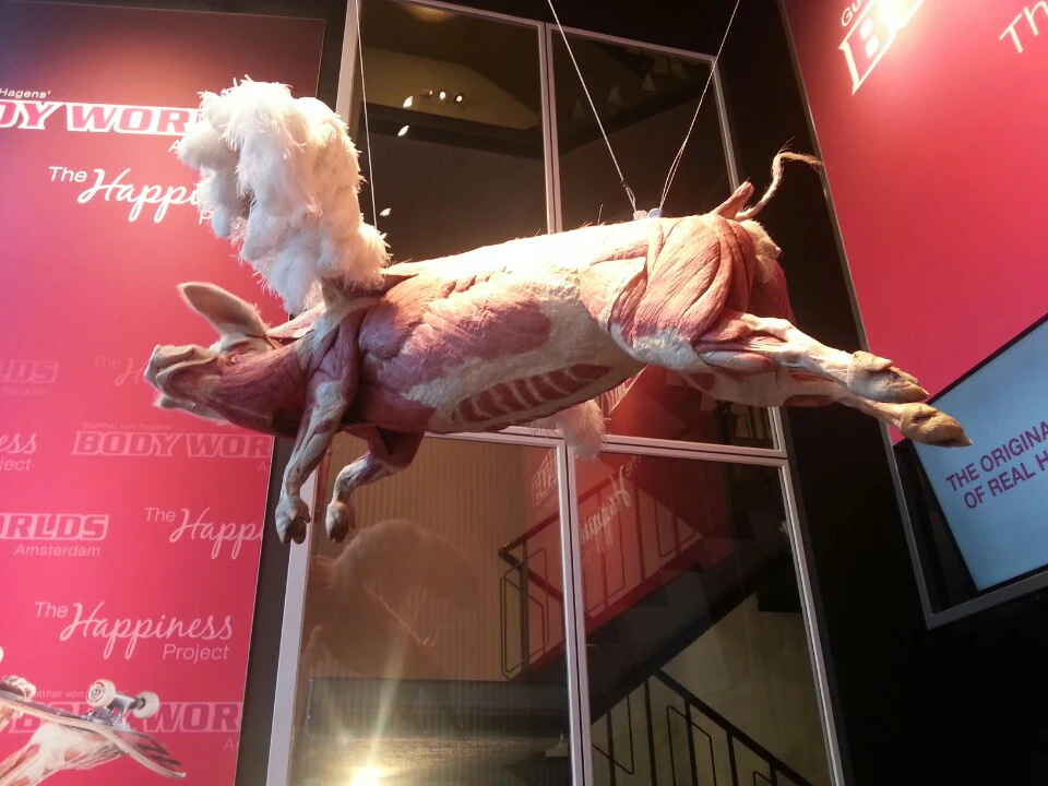 BODY WORLDS - The Happiness Project | Book Tickets, Tours & More