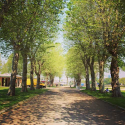 En trädkantad stig i en park med byggnader och fordon delvis synliga på vänster sida.