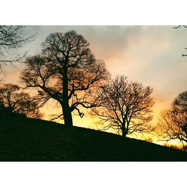 Silhuetter av lövlösa träd på en kulle mot en pulserande orange och gul solnedgångshimmel.