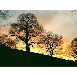 Silhuetter av lövlösa träd på en kulle mot en pulserande orange och gul solnedgångshimmel.