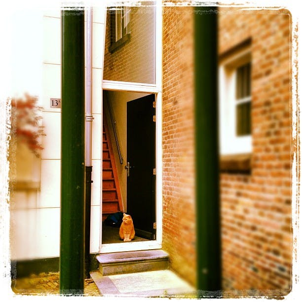 En ingefära katt sitter i den öppna dörröppningen i en tegelbyggnad med siffran "13" bredvid dörren.