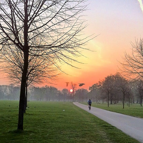 Solnedgång i en park med lövlösa träd, en stig, en cyklist och fåglar som flyger på den orange himlen.