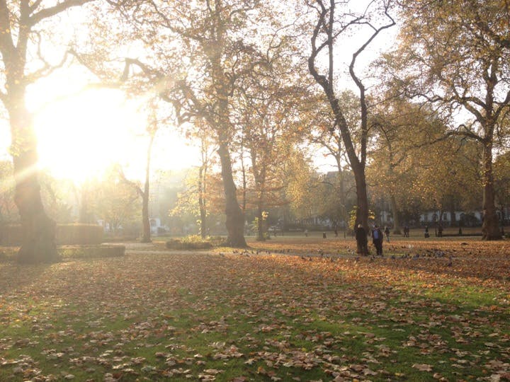 Na podzim prosluněný park s roztroušeným spadaným listím, vysokými stromy a dvěma lidmi procházejícími se mezi holuby.
