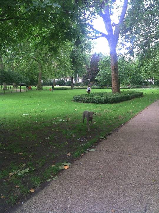 Grön park med stora träd, en gräsyta, promenader, en hund i förgrunden och en asfalterad stig på höger sida.