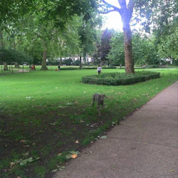 Grön park med stora träd, en gräsyta, promenader, en hund i förgrunden och en asfalterad stig på höger sida.