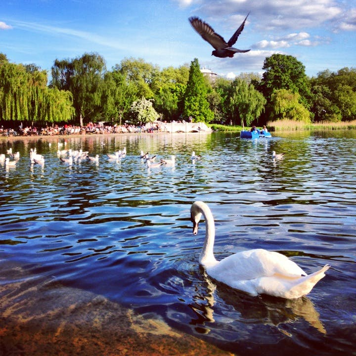Labuť v rybníku s dalšími ptáky, stromy a lidmi na břehu v pozadí pod částečně slunečnou oblohou.